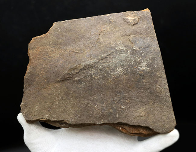 三本指の痕が保存された、およそ１億８５００万年前の希少な恐竜の足跡の化石、グラレーター（その4）