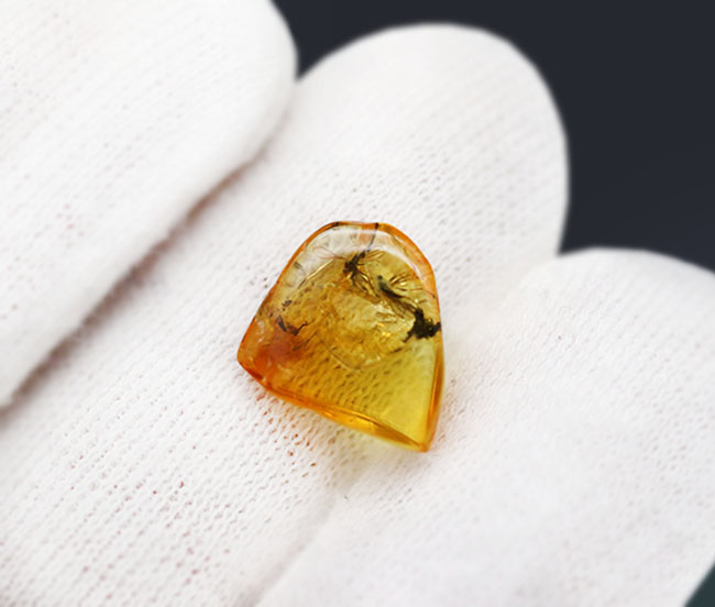 リトアニアンゴールド！およそ４０００万年前のオドリバエ科の羽虫を内包したバルト海産の琥珀（Amber）（その5）