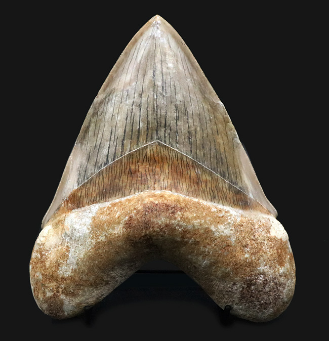 世界最大級！この大きさは規格外！徹底的に美観にこだわったメガロドン（Carcharocles megalodon）の歯化石（その2）