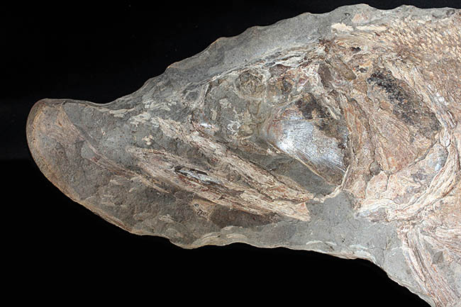 希少中の希少！ブラジル・サンタナ層産の古代魚パラエロプス（Paraelops）の全身化石（その7）