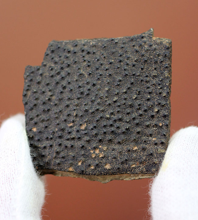 ベリーレア！古生代デボン紀の甲冑魚の皮膚（装甲板）の化石。専用保存ケース付き。（その1）
