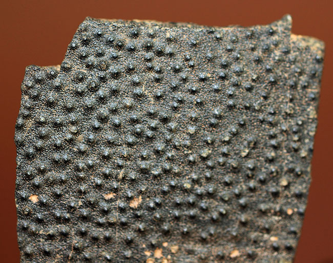 ベリーレア！古生代デボン紀の甲冑魚の皮膚（装甲板）の化石。専用保存ケース付き。（その2）