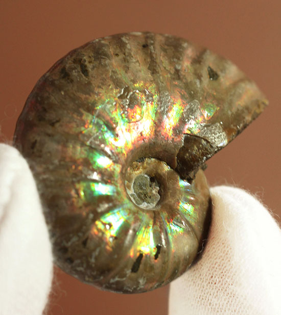 深い肋模様に流れる緑色が濃い！頭足類アンモナイト化石(Ammonite)/中生代白亜紀（1億3500万 -- 6500万年前）【an1192】