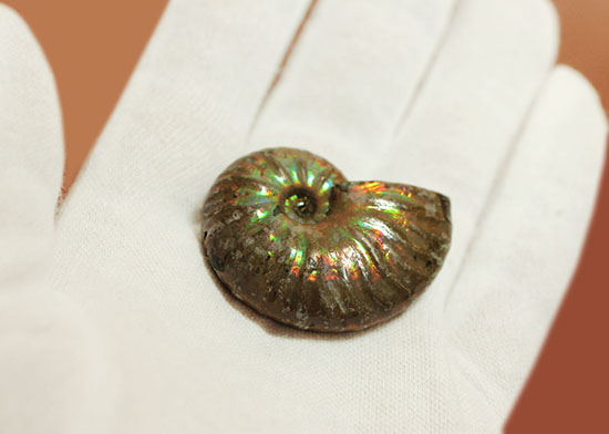深い肋模様に流れる緑色が濃い！頭足類アンモナイト化石(Ammonite)/中生代白亜紀（1億3500万 -- 6500万年前）【an1192】