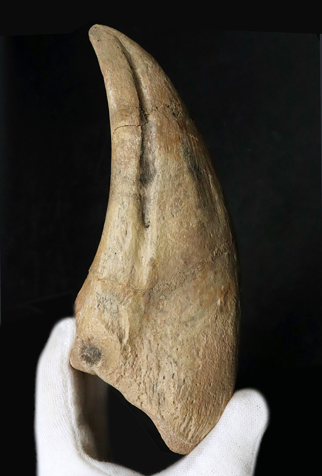 これぞ博物館級！モンスターサイズ！至極のコレクション！西アフリカ、ニジェールで発見された、巨大恐竜、スコミムス・テレネンシスの巨大なフットクロウの化石（Suchomimus tenerensis）（その1）
