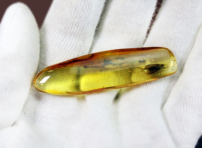 滅多に手に入らない特大サイズのトビケラが内包された、ビッグサイズのバルト海産琥珀（Amber）（その10）