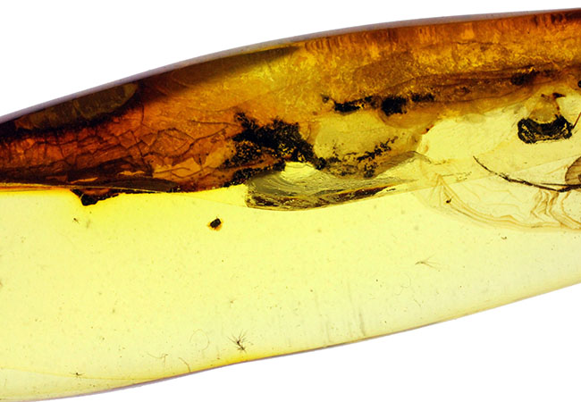 滅多に手に入らない特大サイズのトビケラが内包された、ビッグサイズのバルト海産琥珀（Amber）（その5）