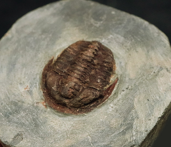 レア！モロッコ産のオルドビス紀前期の小型三葉虫、エウロマ（Euloma sp.）の完全個体（その1）