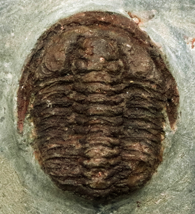 レア！モロッコ産のオルドビス紀前期の小型三葉虫、エウロマ（Euloma sp.）の完全個体（その3）