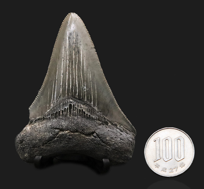 オールナチュラル！セレーション、エナメル質ともに保存されているメガロドン（Carcharocles megalodon）の歯化石（その10）