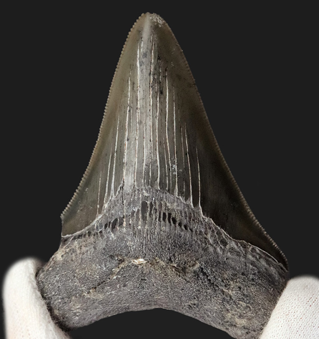 オールナチュラル！セレーション、エナメル質ともに保存されているメガロドン（Carcharocles megalodon）の歯化石（その2）