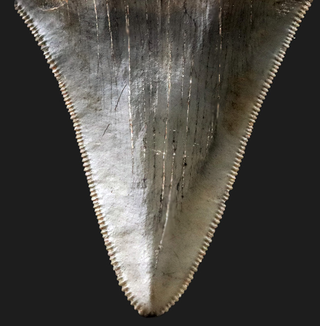 オールナチュラル！セレーション、エナメル質ともに保存されているメガロドン（Carcharocles megalodon）の歯化石（その4）