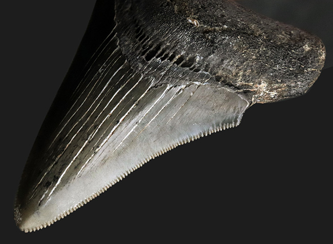 オールナチュラル！セレーション、エナメル質ともに保存されているメガロドン（Carcharocles megalodon）の歯化石（その5）