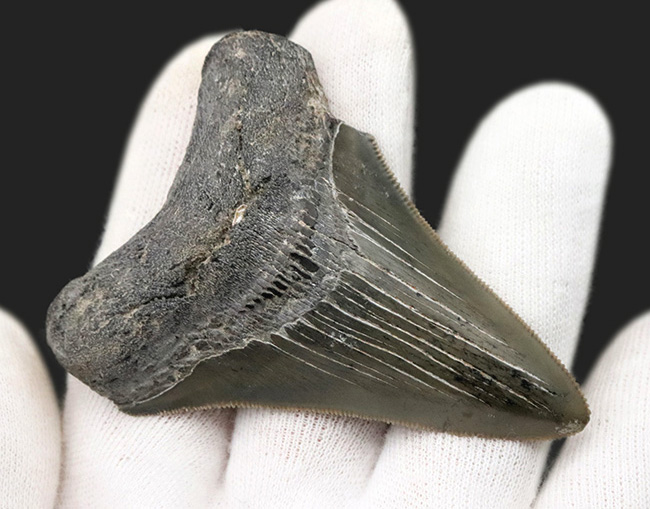 オールナチュラル！セレーション、エナメル質ともに保存されているメガロドン（Carcharocles megalodon）の歯化石（その6）