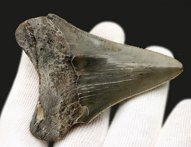 オールナチュラル！セレーション、エナメル質ともに保存されているメガロドン（Carcharocles megalodon）の歯化石（その7）