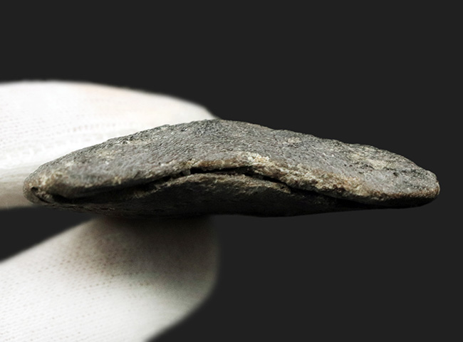 オールナチュラル！セレーション、エナメル質ともに保存されているメガロドン（Carcharocles megalodon）の歯化石（その8）