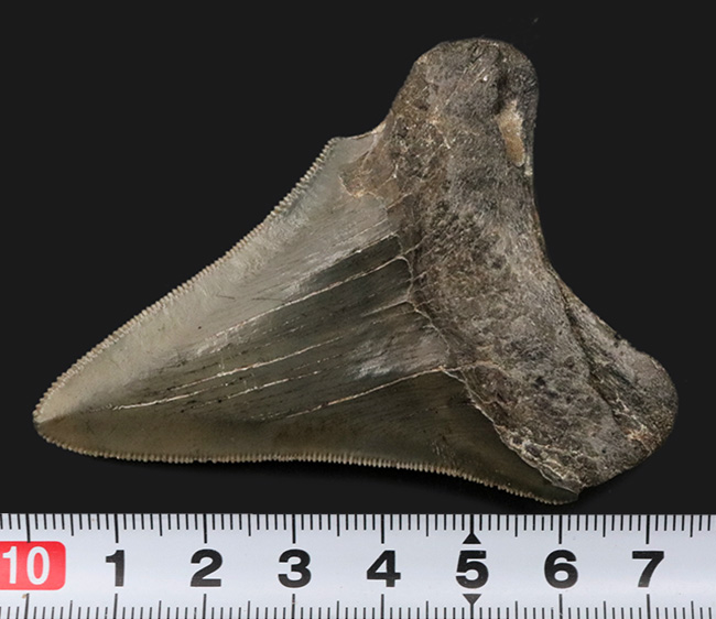 オールナチュラル！セレーション、エナメル質ともに保存されているメガロドン（Carcharocles megalodon）の歯化石（その9）