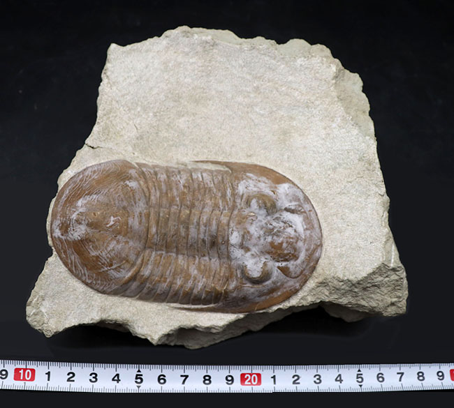 サンクトペテルブルク古生物学研究所の標本！見た目はアサフス、サイズは段違い！珍しいロシア産三葉虫、シュードアサフス（Pseudasaphus）（その12）