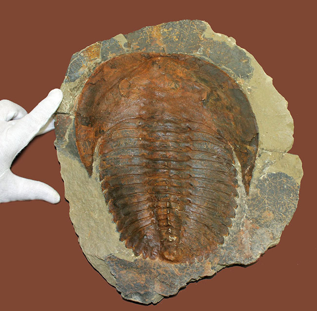 ネガポジ揃っています！古生代カンブリア紀の大型の三葉虫、アンダルシアナ（Andalsiana sp.）（その1）