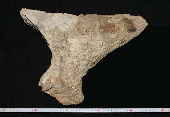 最もよく知られた恐竜の一つ、トリケラトプスのノーズホーン（鼻角）の化石。観察するほどに楽しめる様々な特徴を備えています。（その7）