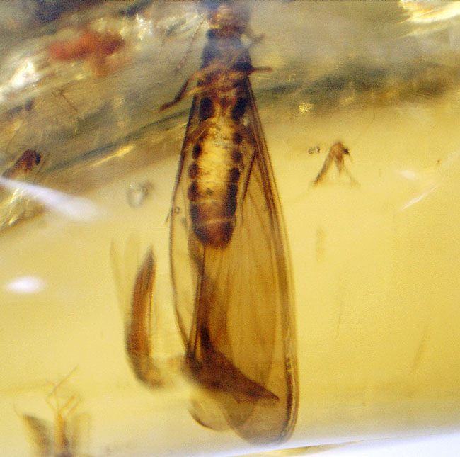 多種多様な虫たちが内包された、虫入りコーパル(Copal)化石（その12）