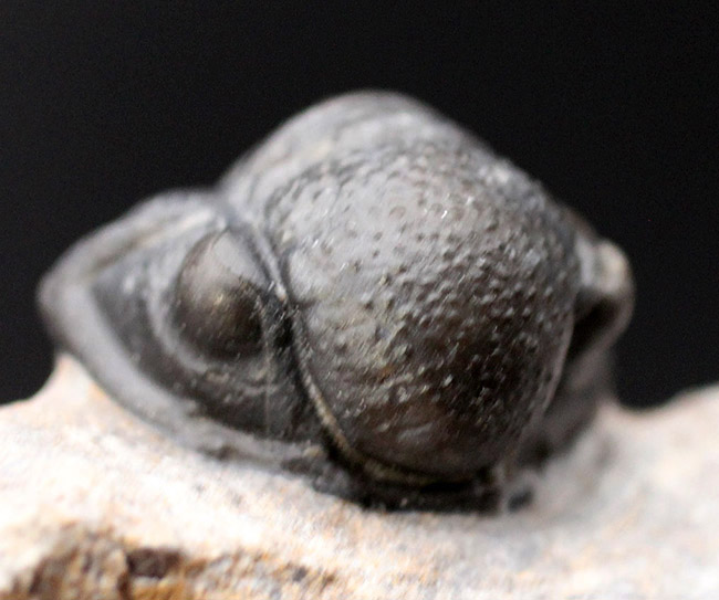 総じて保存状態良好、大きな頭鞍部が特徴的な三葉虫、ゲラストス（Gerastos granulosus）（その1）
