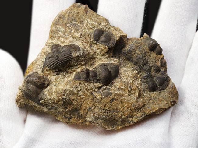 多数のオンニア（Onnia）が一つの母岩に同居した群集化石（その6）