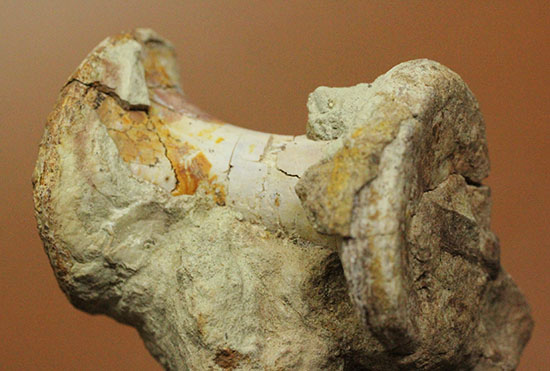 超マニアック！三畳紀の単弓類ルカスクス（Lucasuchus）の脊椎骨/中生代三畳紀（2億5100万 -- 1億9500万年前）【ot1067】