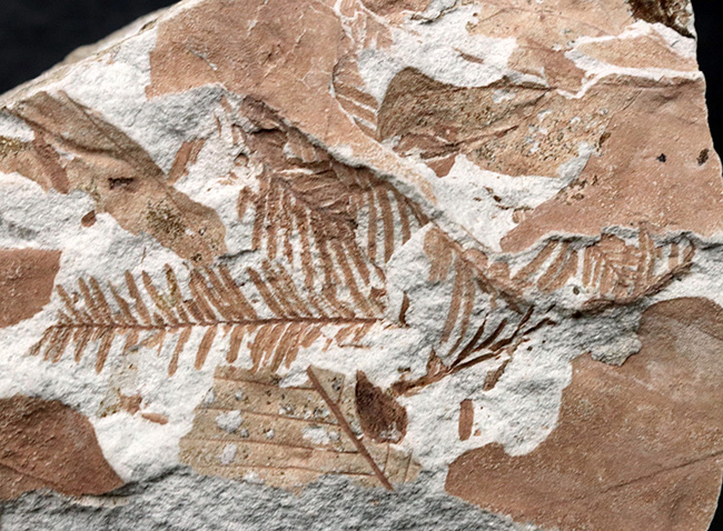 長寿の象徴！国産化石マニアックシリーズ：神戸層群から、メタセコイアの葉を含む葉の化石（その4）