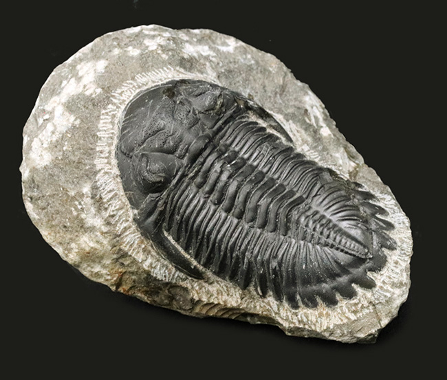 保存状態良好！古生代デボン紀の三葉虫、メタカンティナ（Metacanthina）の上質化石（その1）
