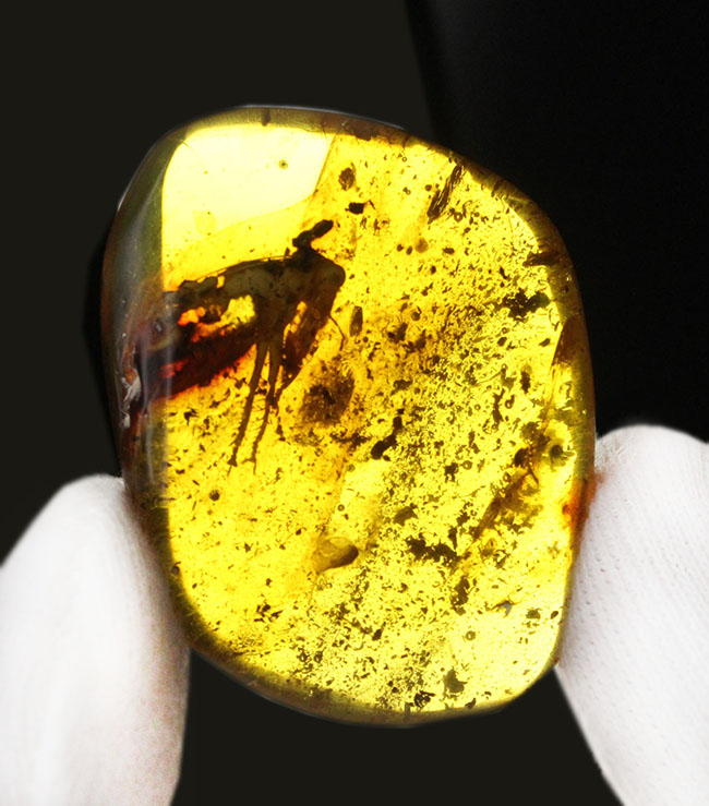 ベリーレア！コオロギ科の虫を内包したビッグアンバー！バルト海産琥珀（Amber）。厚みがあるのに透明度が高い。（その1）