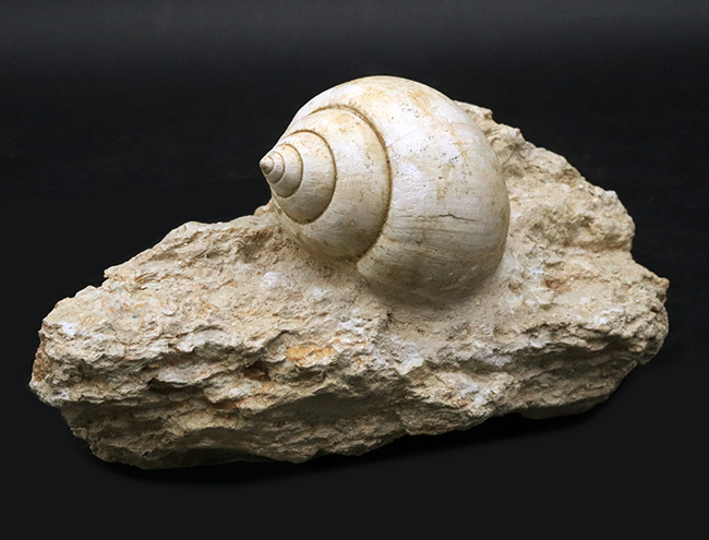 ベスト・オブ・ベスト！およそ５５００万年前のフランスの地層で発見された巻き貝、ナティカ（Natica）の母岩付き化石（その1）