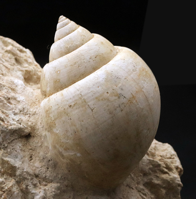 ベスト・オブ・ベスト！およそ５５００万年前のフランスの地層で発見された巻き貝、ナティカ（Natica）の母岩付き化石（その3）