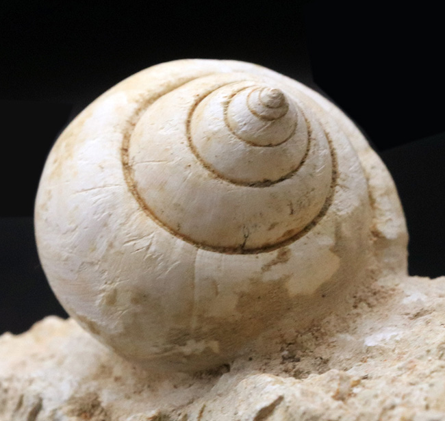 ベスト・オブ・ベスト！およそ５５００万年前のフランスの地層で発見された巻き貝、ナティカ（Natica）の母岩付き化石（その5）