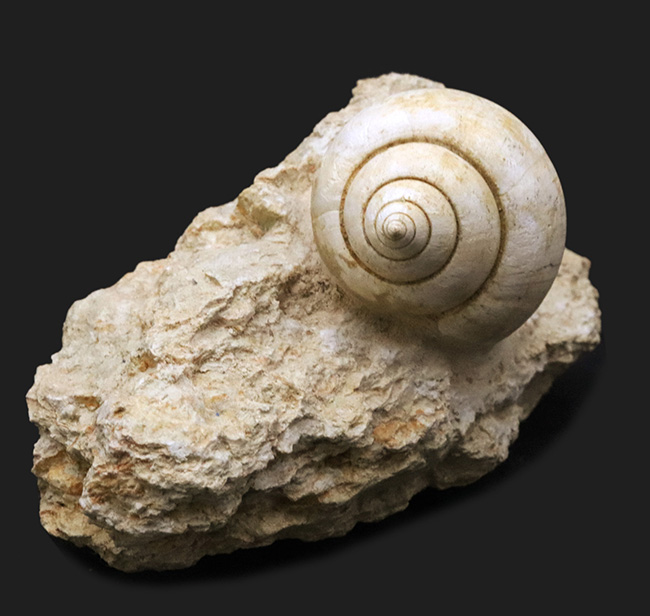 ベスト・オブ・ベスト！およそ５５００万年前のフランスの地層で発見された巻き貝、ナティカ（Natica）の母岩付き化石（その6）