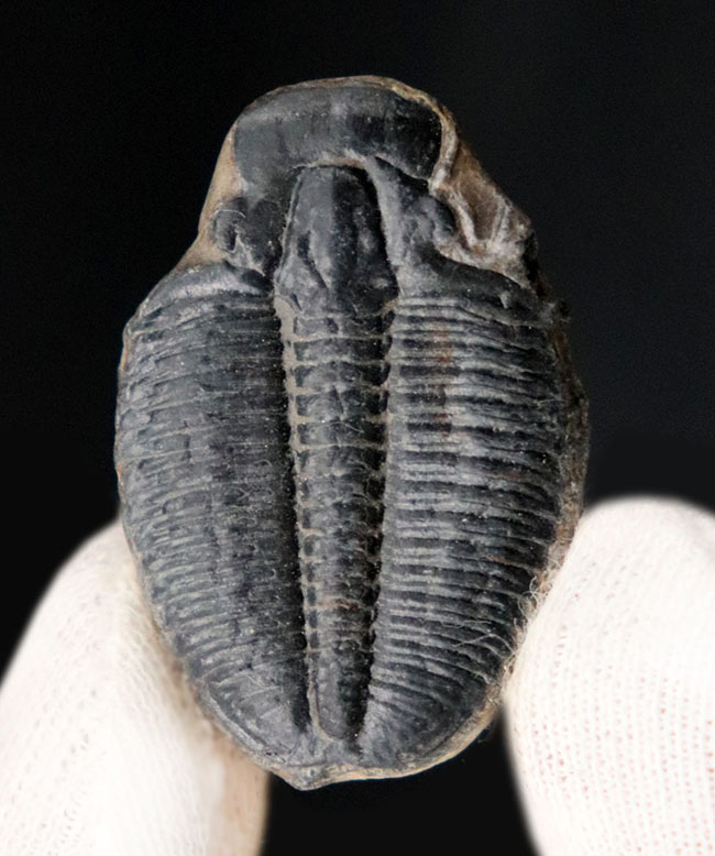 最古の三葉虫の一つ、かつ、米国で最も有名な三葉虫、エルラシア・キンギ（Elrathia Kingi）の化石、２個セット（その2）