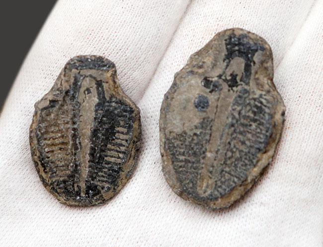 最古の三葉虫の一つ、かつ、米国で最も有名な三葉虫、エルラシア・キンギ（Elrathia Kingi）の化石、２個セット（その6）