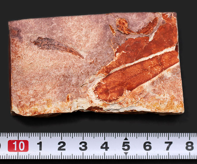 極めて上質！大陸移動説の証拠とされるグロッソプテリス（Glossopteris）の群集化石（その9）