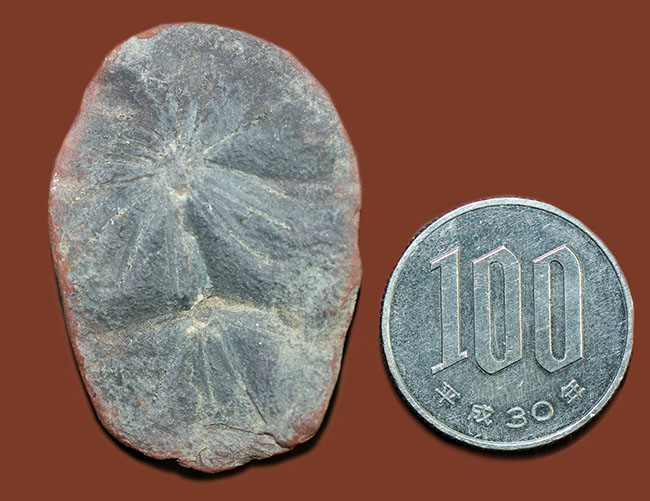 石炭の原料となった巨木、カラミテスの葉の化石、アニュラリア（Annularia sp.）の化石（その6）