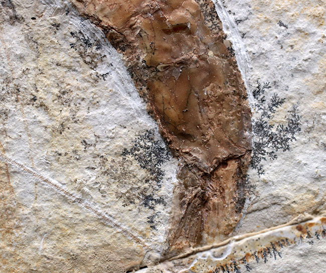 カーブ計測で１７センチ超え！希少なゾルンフォーフェン産のエビ、アントリンポス（Antrimpos)の全身化石（その6）