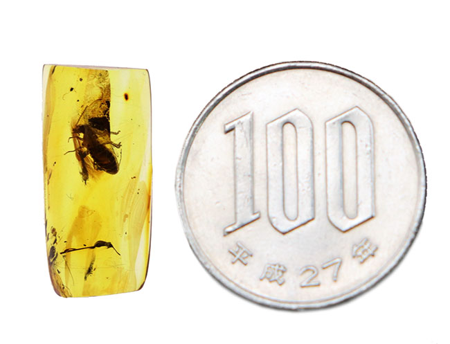 驚異的！圧巻の保存状態！およそ４０００万年前のシロアリが内包されたバルト海産琥珀（Amber）（その12）