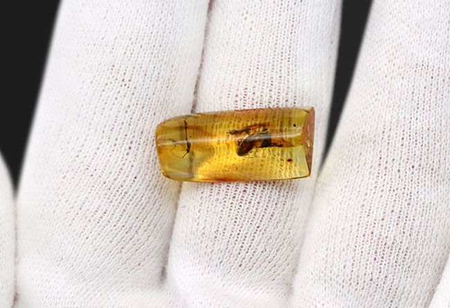 驚異的！圧巻の保存状態！およそ４０００万年前のシロアリが内包されたバルト海産琥珀（Amber）（その4）