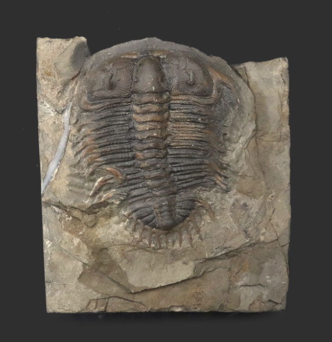 レア！頭部のブツブツまで保存！原始的なオドントプレウラ科！レア三葉虫、ダメセラ（Damesella ）の上質化石（その2）