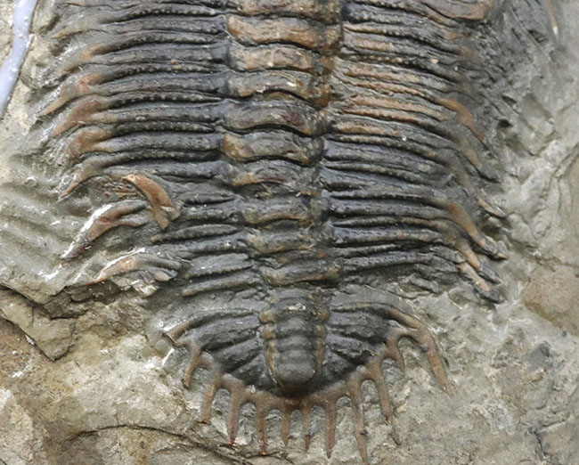 レア！頭部のブツブツまで保存！原始的なオドントプレウラ科！レア三葉虫、ダメセラ（Damesella ）の上質化石（その4）