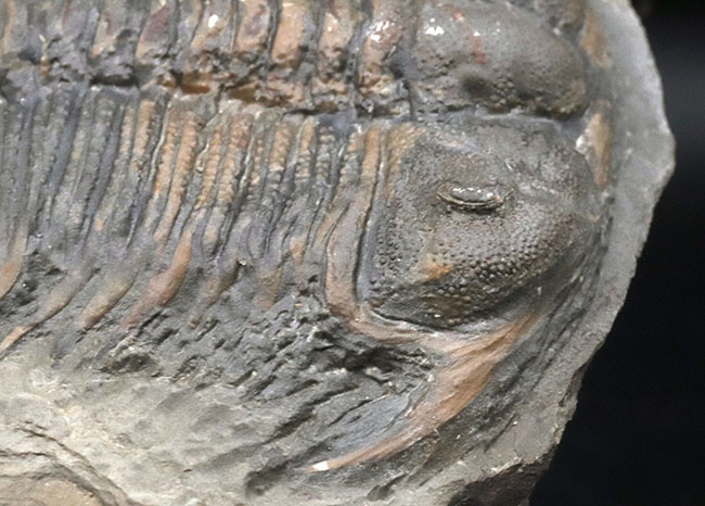 レア！頭部のブツブツまで保存！原始的なオドントプレウラ科！レア三葉虫、ダメセラ（Damesella ）の上質化石（その8）
