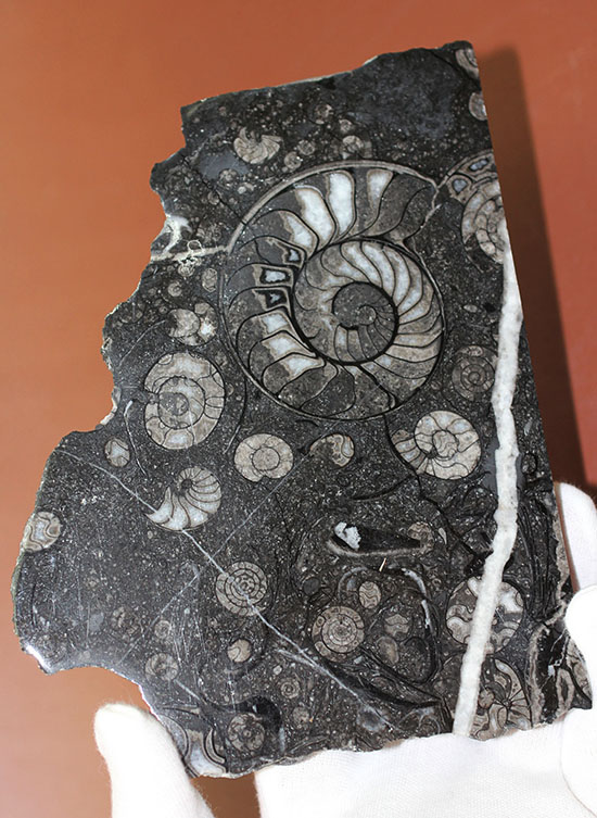 渋い！インテリアに最適、デスクに飾って欲しい！古生代の頭足類、大小15体のゴニアタイトのマルチプレート化石（その5）