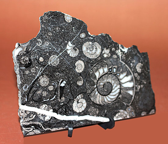 渋い！インテリアに最適、デスクに飾って欲しい！古生代の頭足類、大小15体のゴニアタイトのマルチプレート化石（その6）