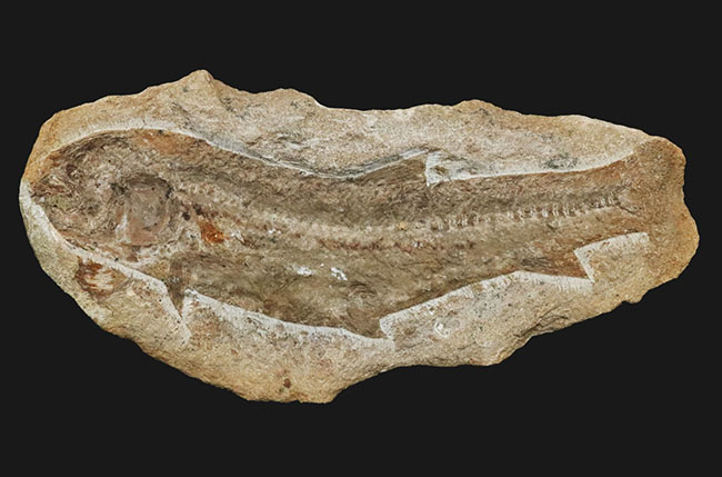 ブラジル北東部、恐竜時代の地層、サンタナフォーメーションから発見された絶滅古代魚の全身化石（その1）