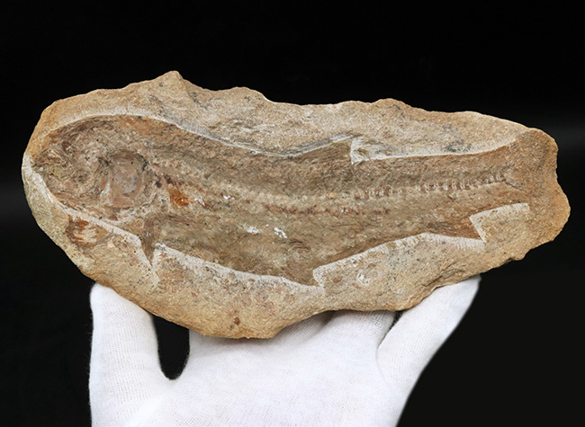 ブラジル北東部、恐竜時代の地層、サンタナフォーメーションから発見された絶滅古代魚の全身化石（その3）