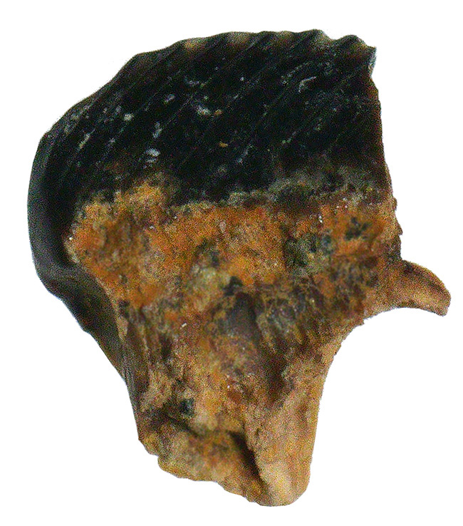 我々の遠い遠い祖先、その存在は小さくともロマンは胸いっぱいに。白亜紀末期の大地を生き抜いた、小型哺乳類、メソドマ（Mesodma thompsoni）の歯化石（その2）